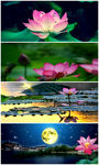 荷花