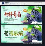 葡萄