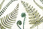 蕨菜水彩画