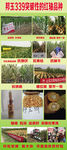 玉米种子邦玉339