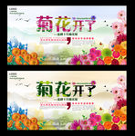 菊花开了