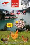 河源麻鸡海报