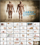 人体解剖学ppt
