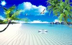 椰子树海景