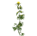 野菊花模型