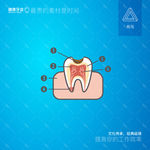 牙齿解剖