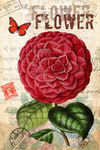 蝴蝶花卉装饰画
