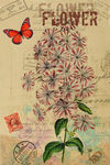 蝴蝶花卉装饰画