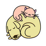 猫狗