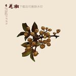 花椒插画