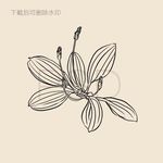 车前草