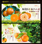 砂糖橘