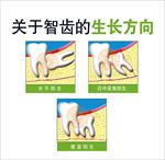 智齿的生长方向
