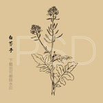 白芥子