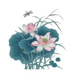 国画荷花