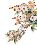 国画花鸟