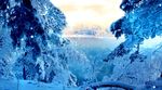 雪松