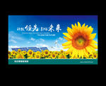 向日葵
