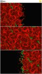 2K玫瑰花转场