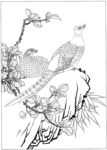 锦鸡 素描 白描 线描 国画