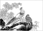 锦鸡 素描 白描 线描 国画