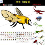 昆虫小动物甲壳虫SU模型