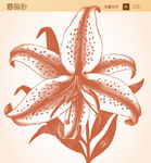 素描花朵矢量图