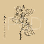 鱼腥草 鱼腥草粉 狗心草 折耳