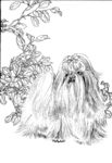 宠物名犬狗 白描 素描 线描