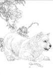 宠物名犬狗 白描 素描 线描
