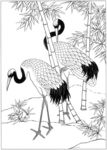 仙鹤 线描 素描 白描 国画