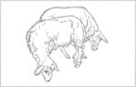 山羊 白描 素描 线描 国画