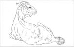 山羊 白描 素描 线描 国画