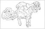 山羊 白描 素描 线描 国画