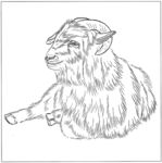 山羊 白描 素描 线描 国画