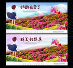 杜鹃花