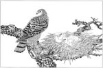 雄鹰 线描 素描 白描 国画