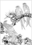 雄鹰 线描 素描 白描 国画