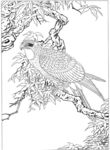 雄鹰 线描 素描 白描 国画