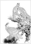 雄鹰 线描 素描 白描 国画