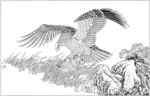 雄鹰 线描 素描 白描 国画
