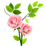玫瑰花