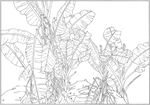 芭蕉 线描 素描 白描 中国画
