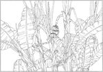 芭蕉 线描 素描 白描 中国画