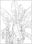 芭蕉 线描 素描 白描 中国画
