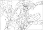 芭蕉 线描 素描 白描 中国画