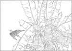 芭蕉 线描 素描 白描 中国画