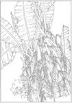 芭蕉 线描 素描 白描 中国画