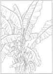 芭蕉 线描 素描 白描 中国画