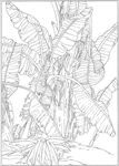 芭蕉 线描 素描 白描 中国画